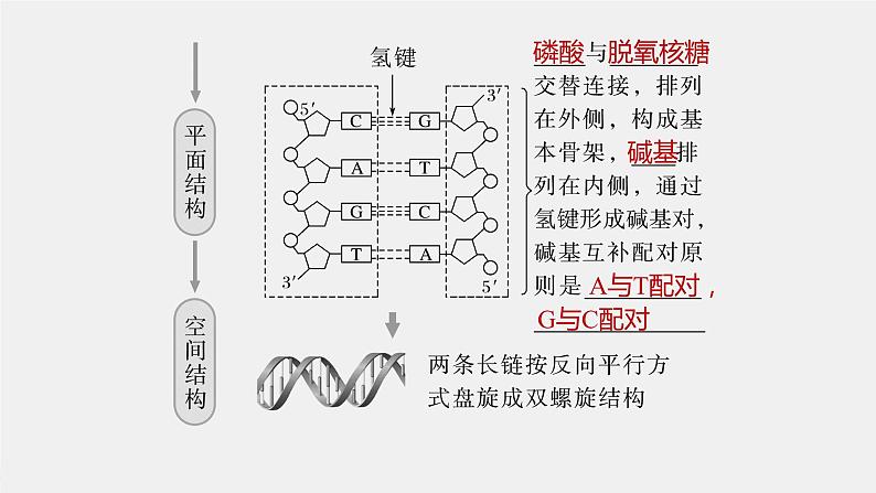 (新高考)2023年高考生物一轮复习课件第6单元第2课时DNA分子的结构及基因的概念(含解析)07