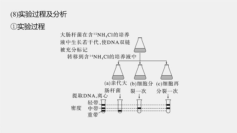 (新高考)2023年高考生物一轮复习课件第6单元第3课时DNA的复制(含解析)05