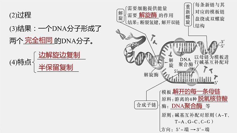 (新高考)2023年高考生物一轮复习课件第6单元第3课时DNA的复制(含解析)08