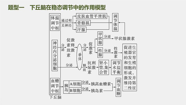 (新高考)2023年高考生物一轮复习课件第8单元微专题八动物生命活动调节模型的构建和分析(含解析)第2页