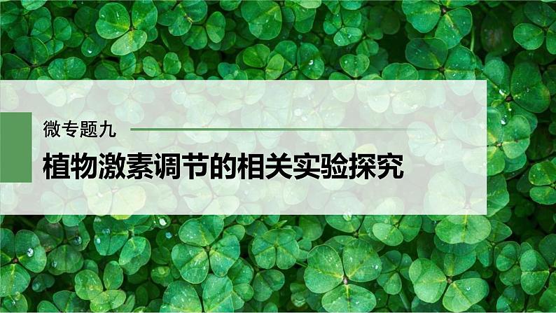 (新高考)2023年高考生物一轮复习课件第8单元微专题九植物激素调节的相关实验探究(含解析)第1页