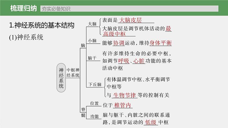 (新高考)2023年高考生物一轮复习课件第8单元第2课时神经调节的结构基础及基本方式(含解析)第5页