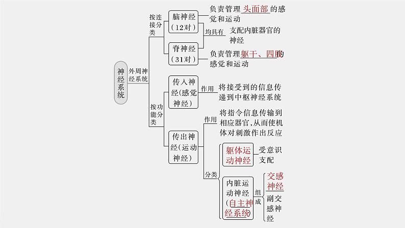 (新高考)2023年高考生物一轮复习课件第8单元第2课时神经调节的结构基础及基本方式(含解析)第6页