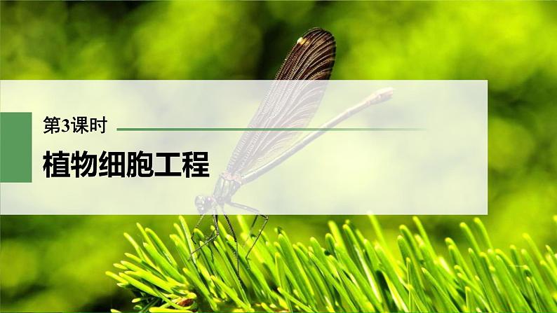 (新高考)2023年高考生物一轮复习课件第10单元第3课时植物细胞工程(含解析)01