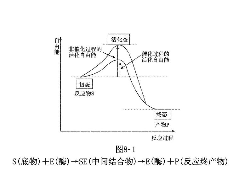 (新高考)高考生物二轮复习考点精讲课件4酶和ATP(含解析)04