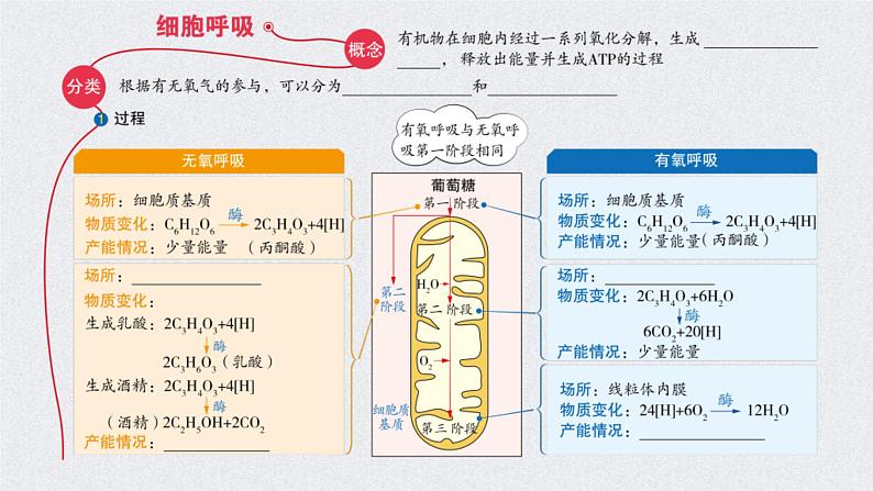 (新高考)高考生物二轮复习考点精讲课件5细胞呼吸的原理和应用(含解析)03