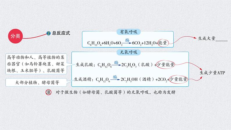 (新高考)高考生物二轮复习考点精讲课件5细胞呼吸的原理和应用(含解析)04