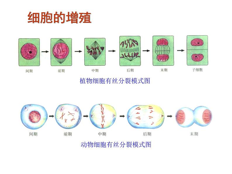 (新高考)高考生物二轮复习考点精讲课件7细胞的生命历程(含解析)03