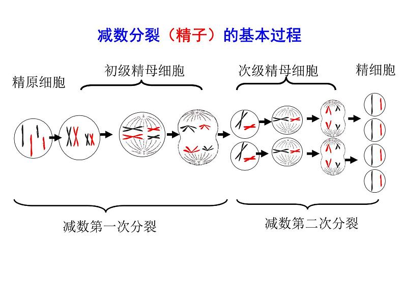 (新高考)高考生物二轮复习考点精讲课件7细胞的生命历程(含解析)05