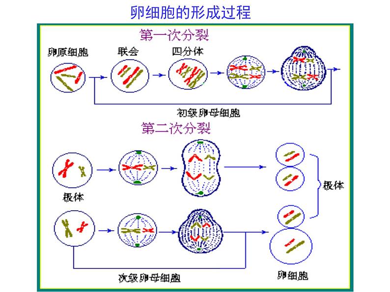 (新高考)高考生物二轮复习考点精讲课件7细胞的生命历程(含解析)06