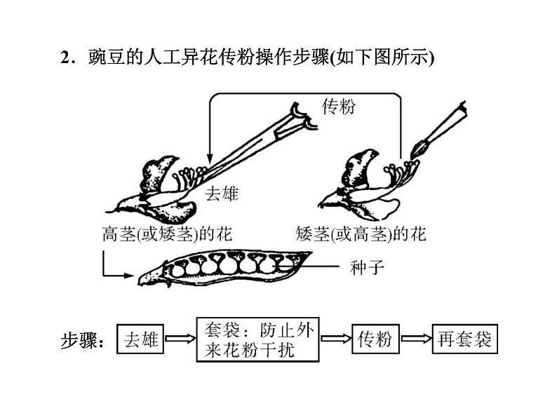 (新高考)高考生物二轮复习考点精讲课件8孟德尔遗传规律(含解析)05