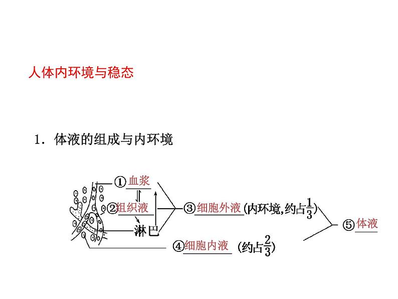 (新高考)高考生物二轮复习考点精讲课件11生命活动的调节与稳态(含解析)03