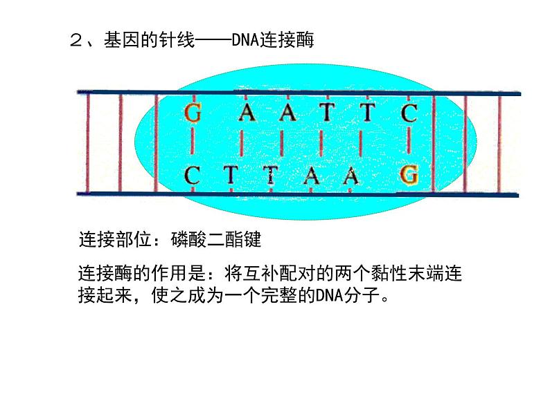 (新高考)高考生物二轮复习考点精讲课件16基因工程、生物技术的安全性与伦理问题(含解析)04