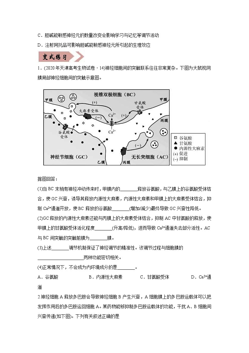 (新高考)高考生物二轮复习易错点11神经调节（原卷版）第3页