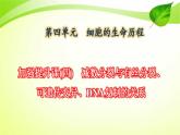 2022年高考生物复习：加强提升课件(四)辨析“三率”及“三率”测定的5种实验模型(含解析)