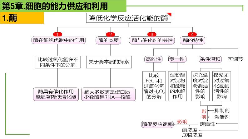 【期末精讲课件】人教版(2019) 生物必修1高一备考复习课件-第5章 细胞的能量供应和利用第3页