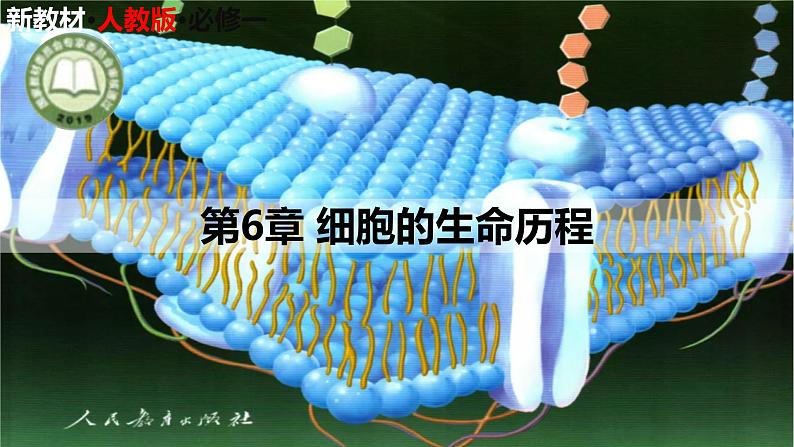 【期末精讲课件】人教版(2019) 生物必修1高一备考复习课件-第6章 细胞的生命历程01