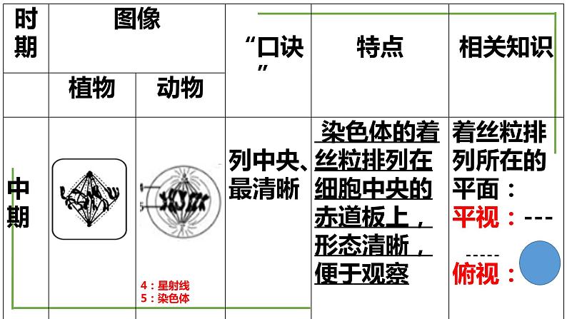 【期末精讲课件】人教版(2019) 生物必修1高一备考复习课件-第6章 细胞的生命历程06