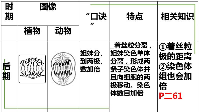 【期末精讲课件】人教版(2019) 生物必修1高一备考复习课件-第6章 细胞的生命历程07