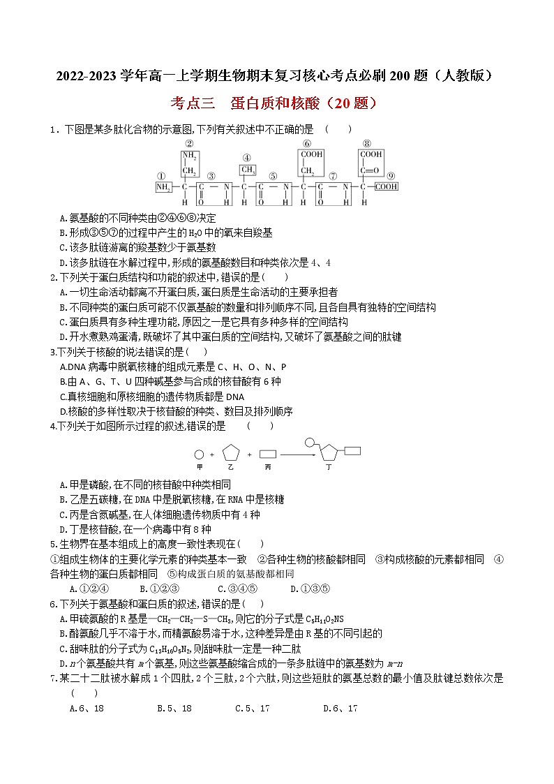 【期末考点复习】人教版(2019)生物必修1 高一上学期期末备考-考点03 蛋白质和核酸（原卷版）第1页