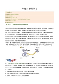 【期末综合备考】人教版(2019)生物高二专题备考：专题2 神经调节（选择性必修1）