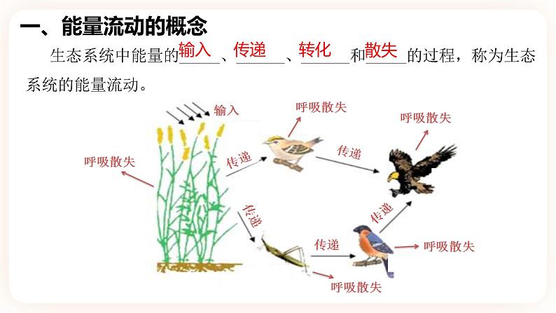 3.2生态系统的能量流动 课件第5页