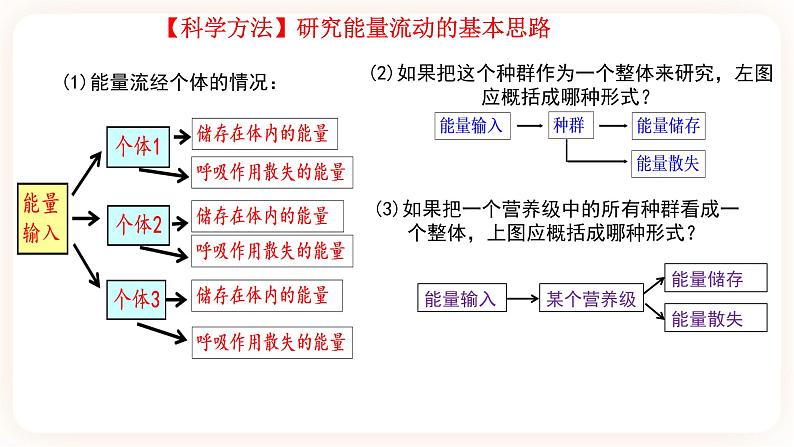 3.2生态系统的能量流动 课件第6页