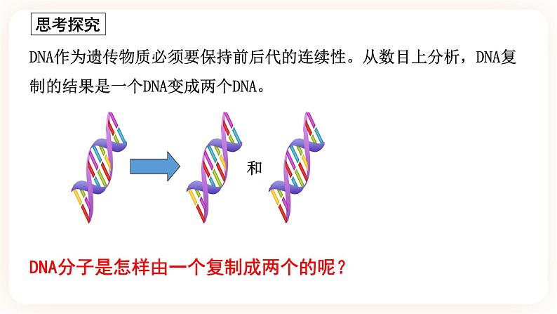 3.3 DNA的复制 课件03