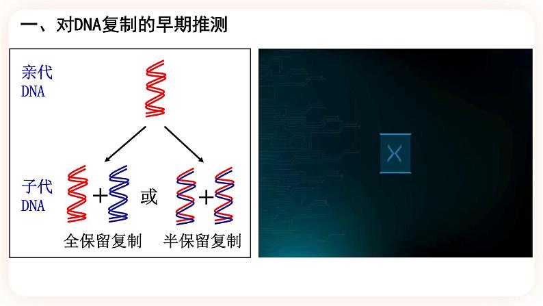 3.3 DNA的复制 课件04