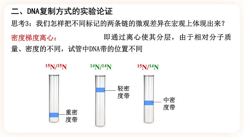 3.3 DNA的复制 课件06