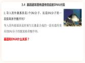 3.4  基因通常是有遗传效应的DNA片段 课件