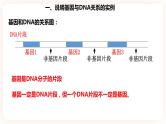 3.4  基因通常是有遗传效应的DNA片段 课件