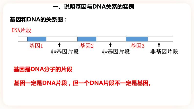 3.4  基因通常是有遗传效应的DNA片段 课件05