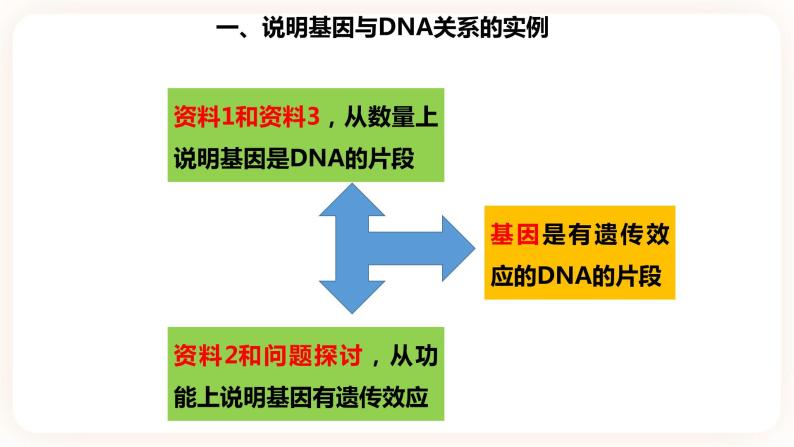 3.4  基因通常是有遗传效应的DNA片段 课件07