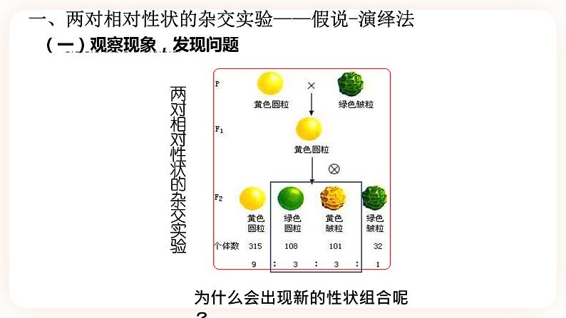 1.2 孟德尔的豌豆杂交实验(二）课件第4页