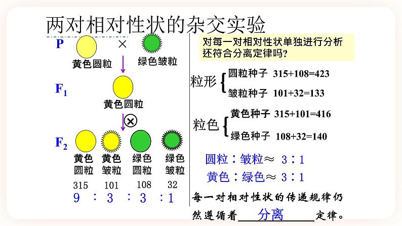 1.2 孟德尔的豌豆杂交实验(二）课件第5页