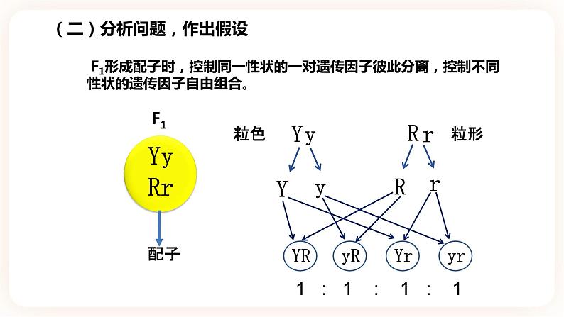 1.2 孟德尔的豌豆杂交实验(二）课件第7页