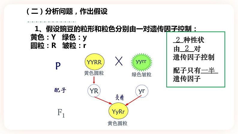 1.2 孟德尔的豌豆杂交实验(二）课件第8页