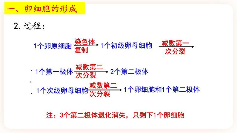 2.1.1 减数分裂 课件（共两课时）05