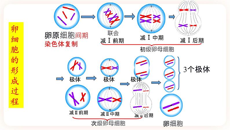 2.1.1 减数分裂 课件（共两课时）06