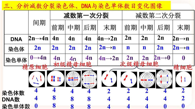 2.1.1 减数分裂 课件（共两课时）08