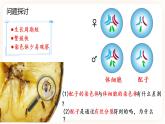 2.1.1 减数分裂 课件（共两课时）