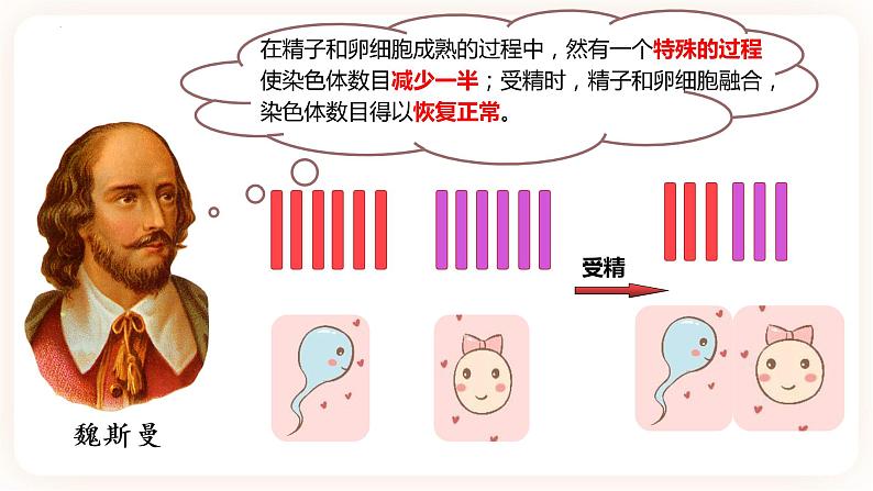 2.1.1 减数分裂 课件（共两课时）03