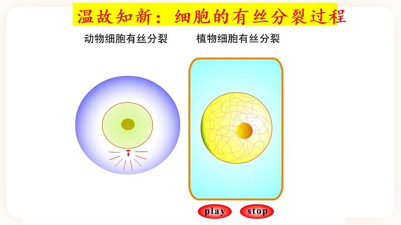 2.1.1 减数分裂 课件（共两课时）05