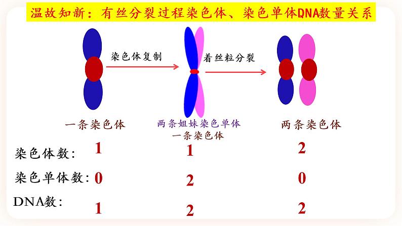 2.1.1 减数分裂 课件（共两课时）06