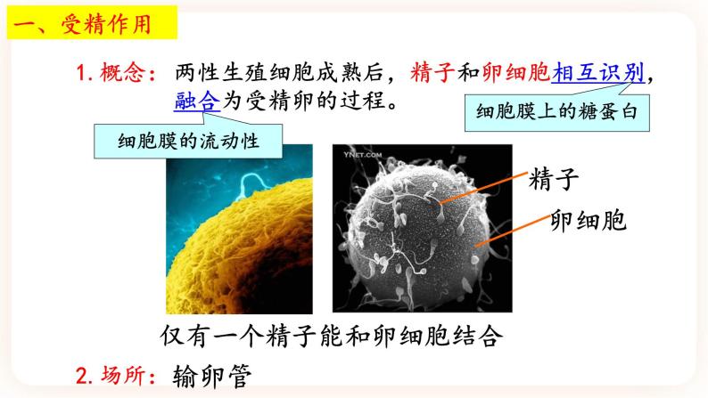 高中生物二 受精作用精品课件ppt-教习网|课件下载