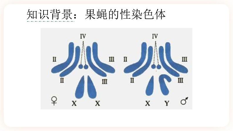 2.3 伴性遗传 课件+素材06