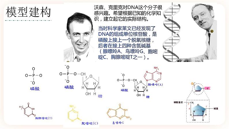 3.2 DNA的结构 课件+素材04