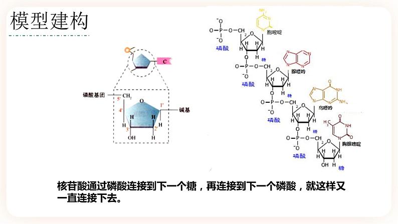 3.2 DNA的结构 课件+素材05