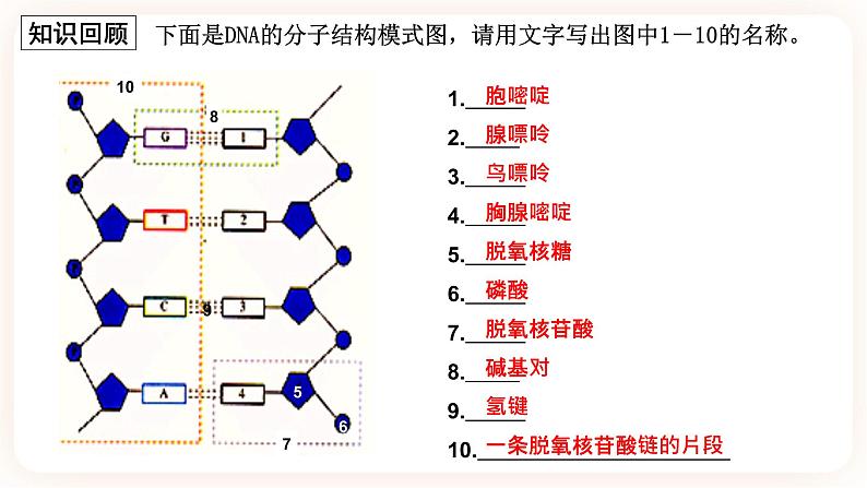 3.3 DNA的复制 课件02